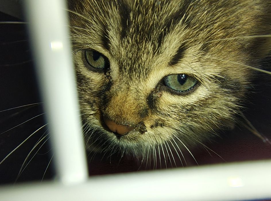 Спасяването беше почти невъзможно, сега търси дом