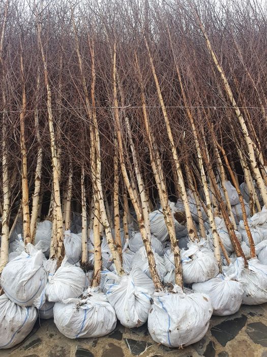 Mesteacăn betula pentru umbră