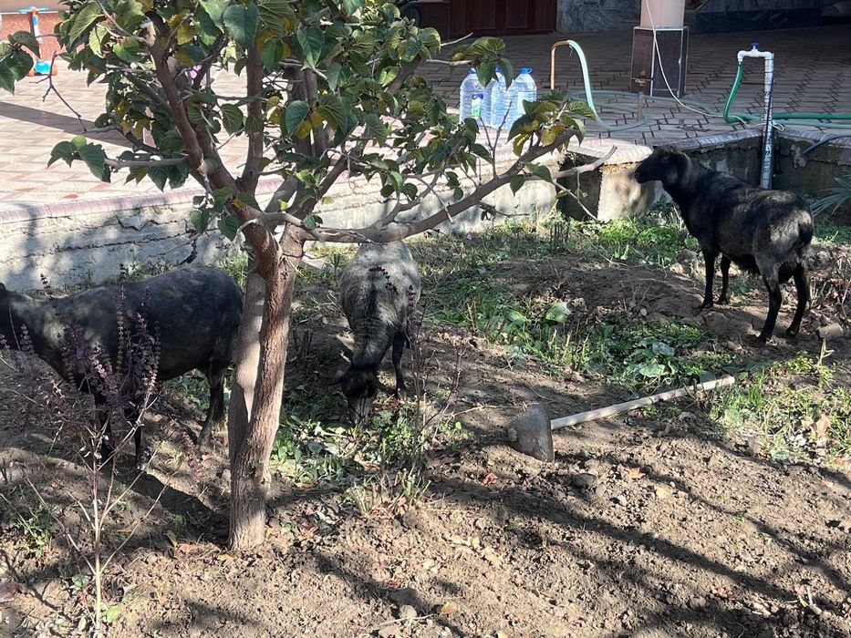 Романов куйлари Сотилади
Романов куйлари 2 совлик 1 та куч