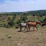 Cai  de vanzare!!