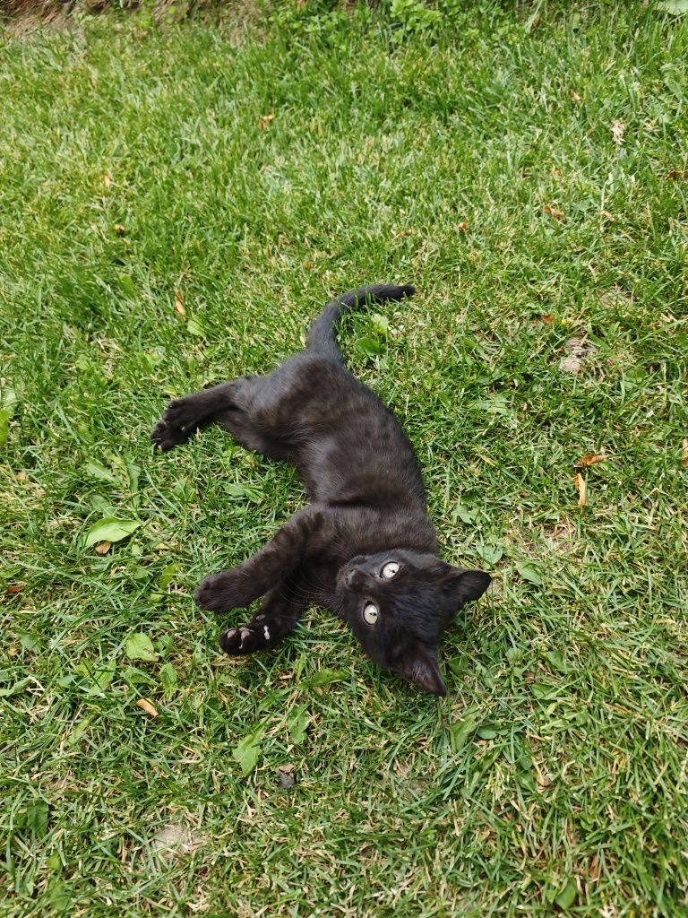 Котёнок - тёмно полосатый  !