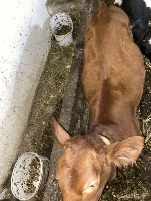 Vand Vitica angus