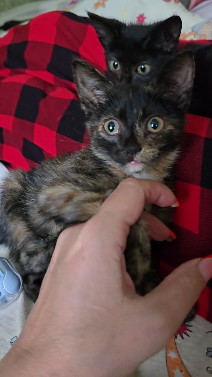 Срочно котятами нужен дом!