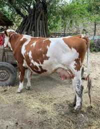 Vand  vaca baltata romaneasca cu vițel