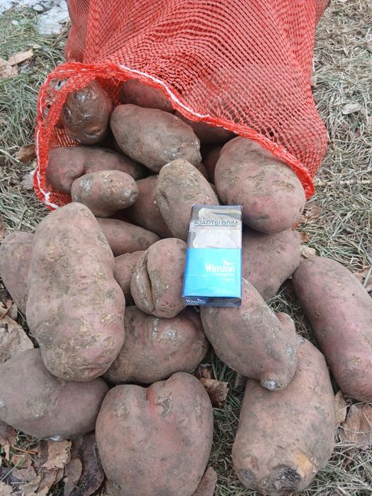 Картофель 2-й  сорт.