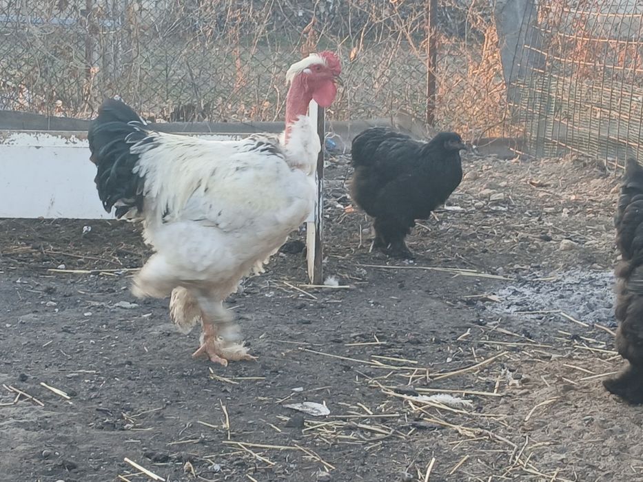 Продаю петуха голошейка.