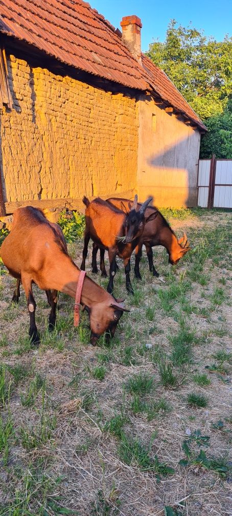 Țapisori Alpin francez