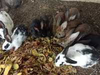 Кролики разновидные
