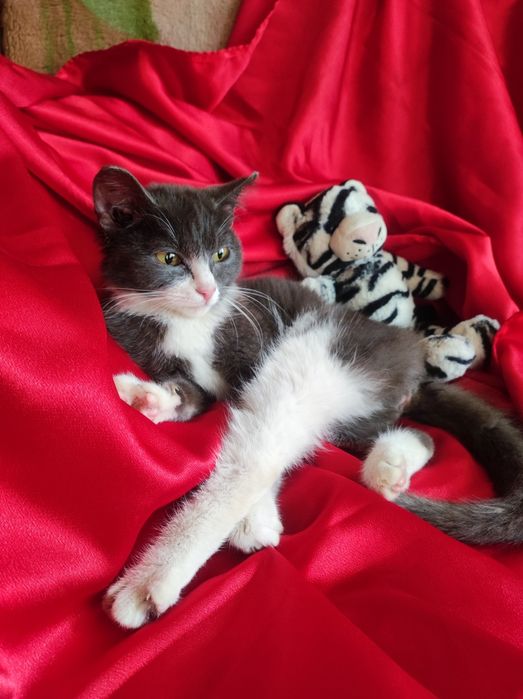 Котёнок 5месяцев