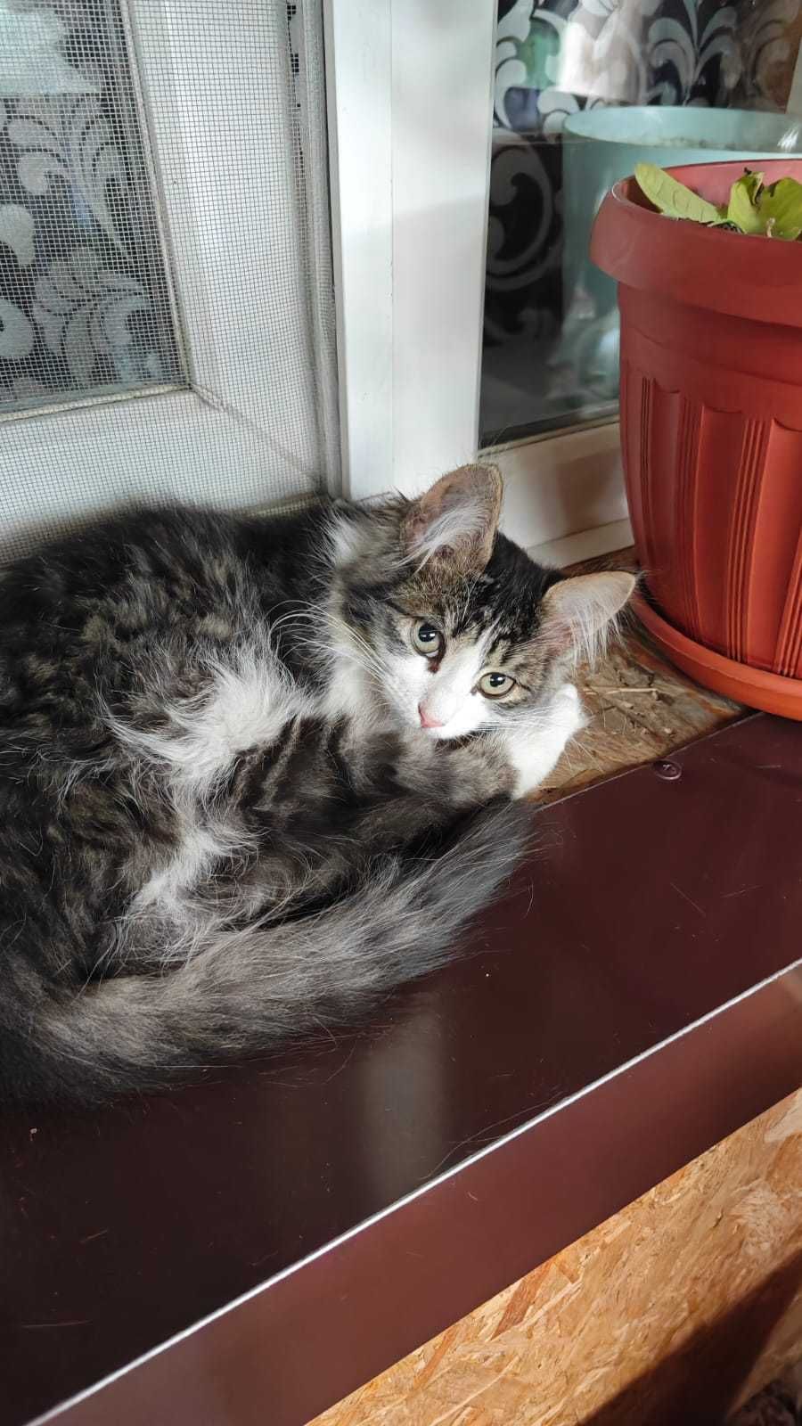 Котята в хорошие руки