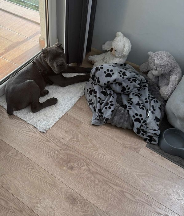 Мъжко кане корсо на 3 месеца