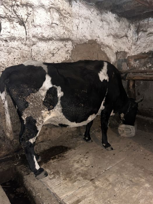 Сиыр сатылады 4 бұзалаған