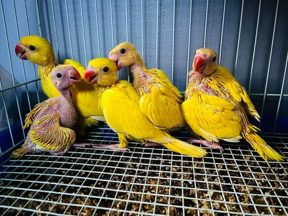 Papagali vorbitori Micul Alexandru Alexander