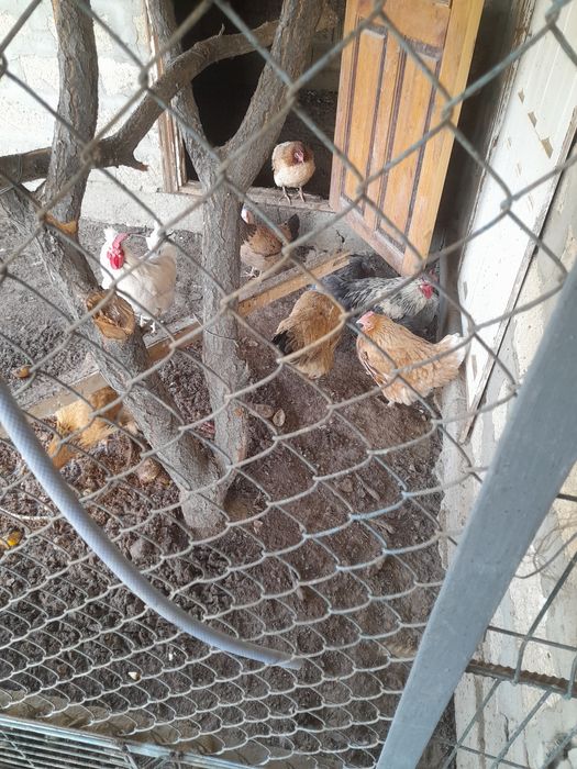 Тауық7,2әтеш сатылады 25000тг