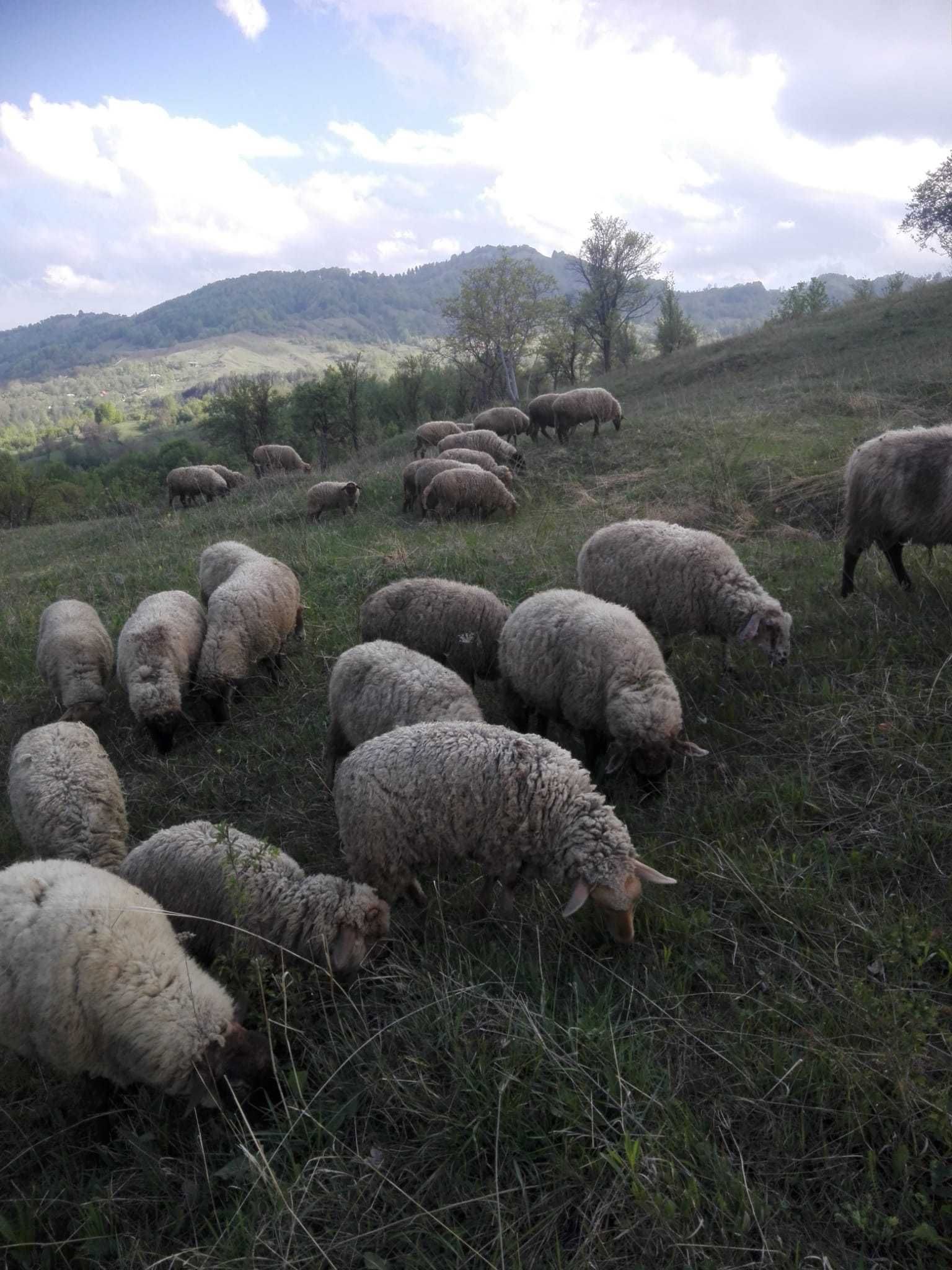 Miei de vânzare!