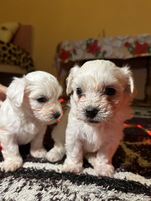 Cățeluși bichoni de vânzare