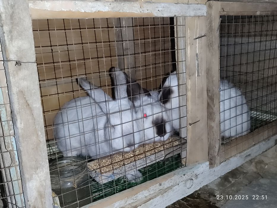 Kaliforniya quyonlari sotiladi
