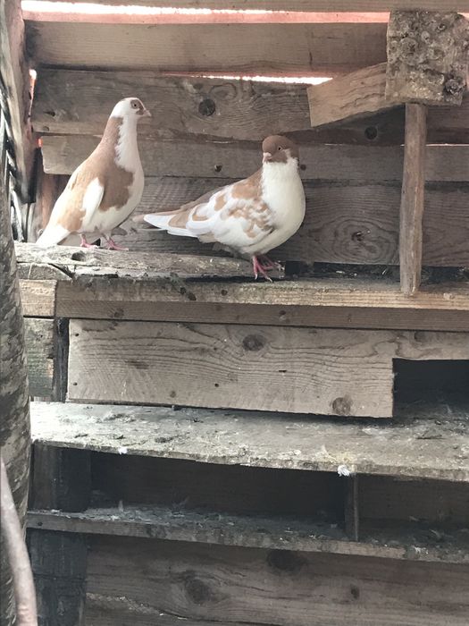 Porumbei galateni jucatori