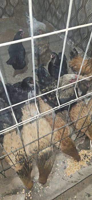 Брамма 13 штук  кур 2 петуха