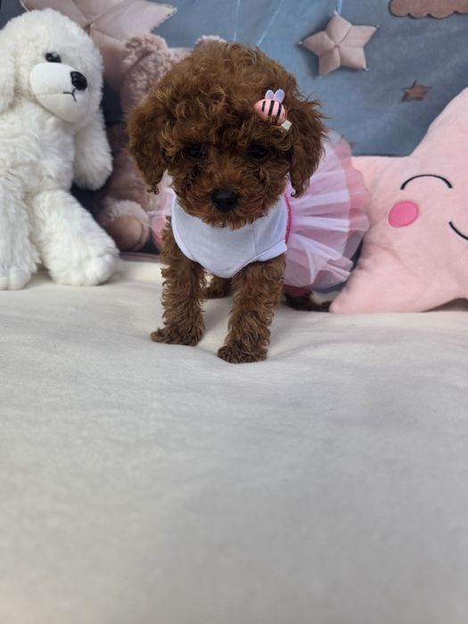 Той пудел/Poodle toy/Момиче с документ за произход