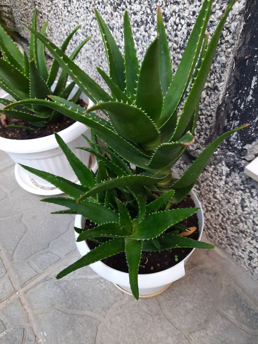 Алое х дилаетии Радл