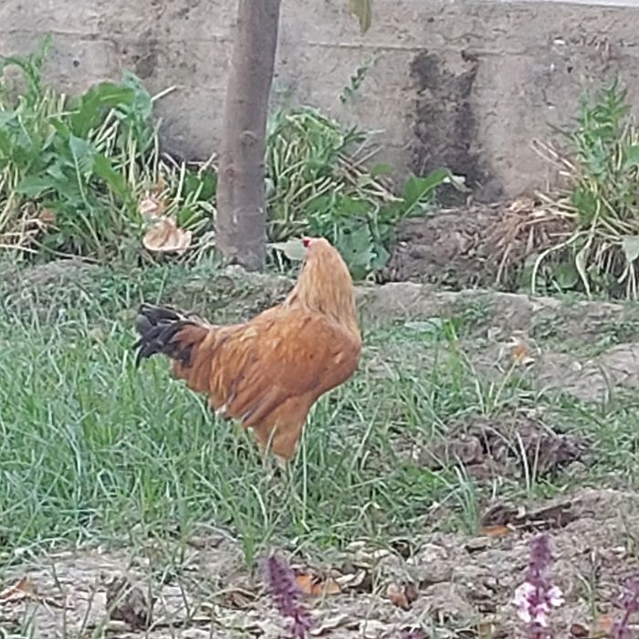 Xoʻroz sotiladi 100 ming soʻm