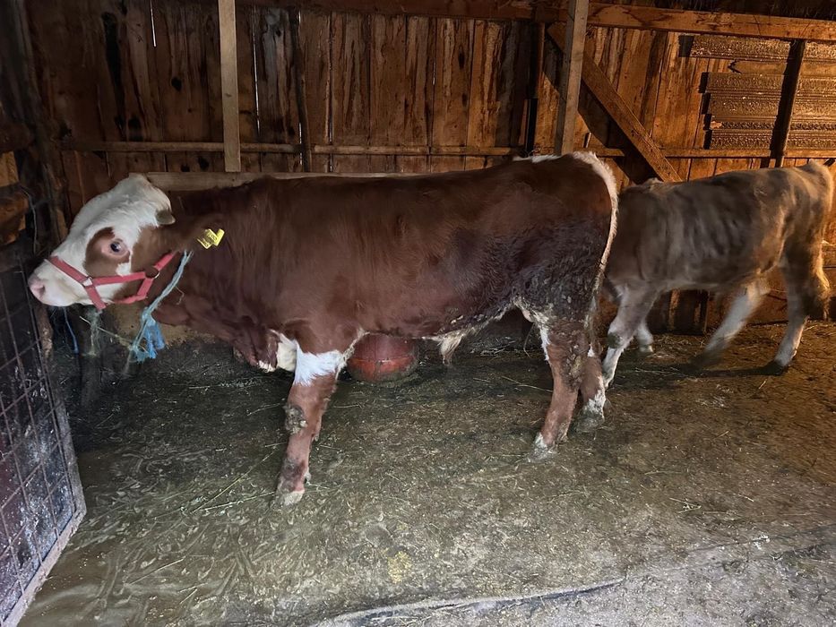 Tăurași românești