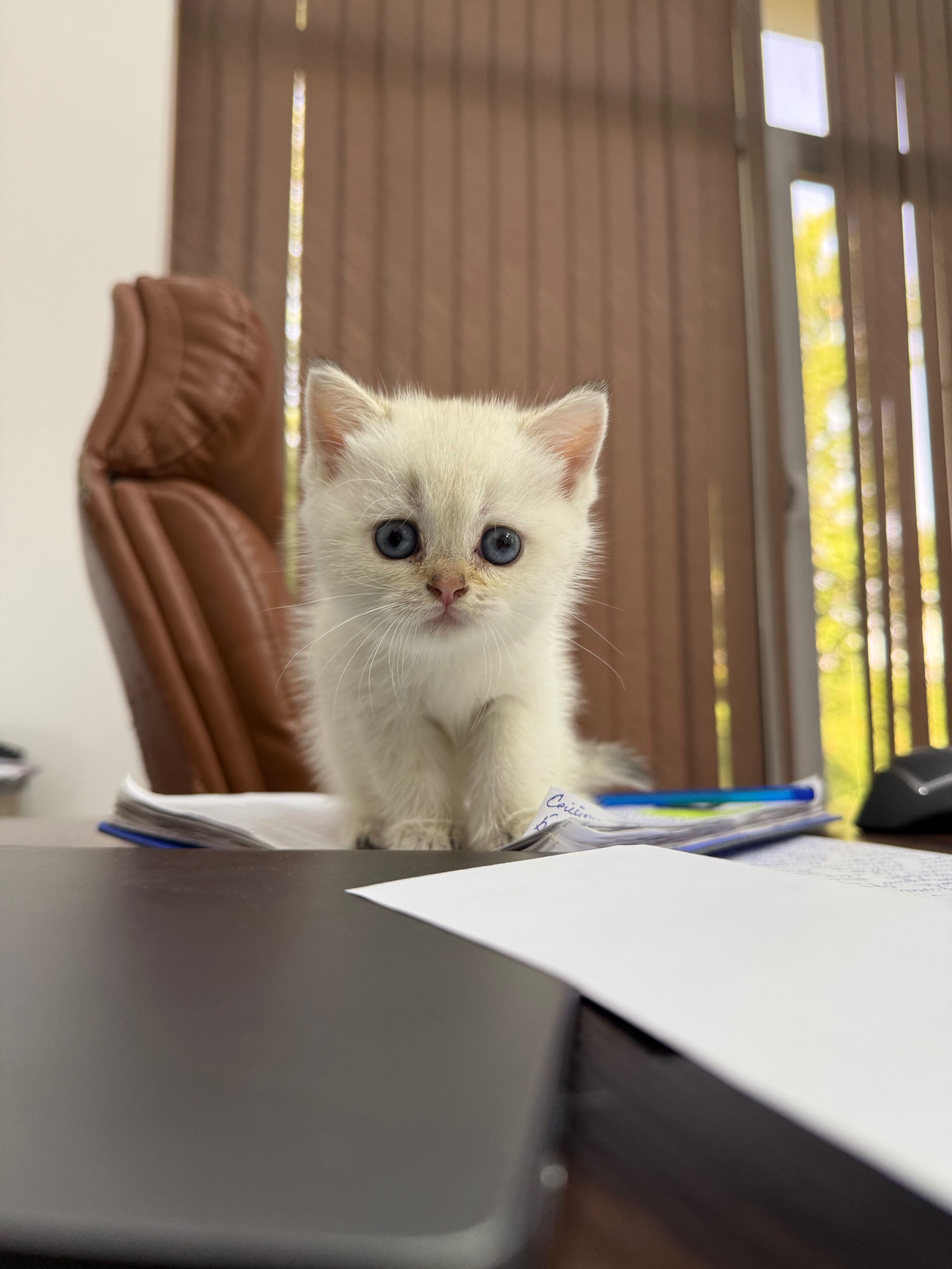 Продаются породистые котята