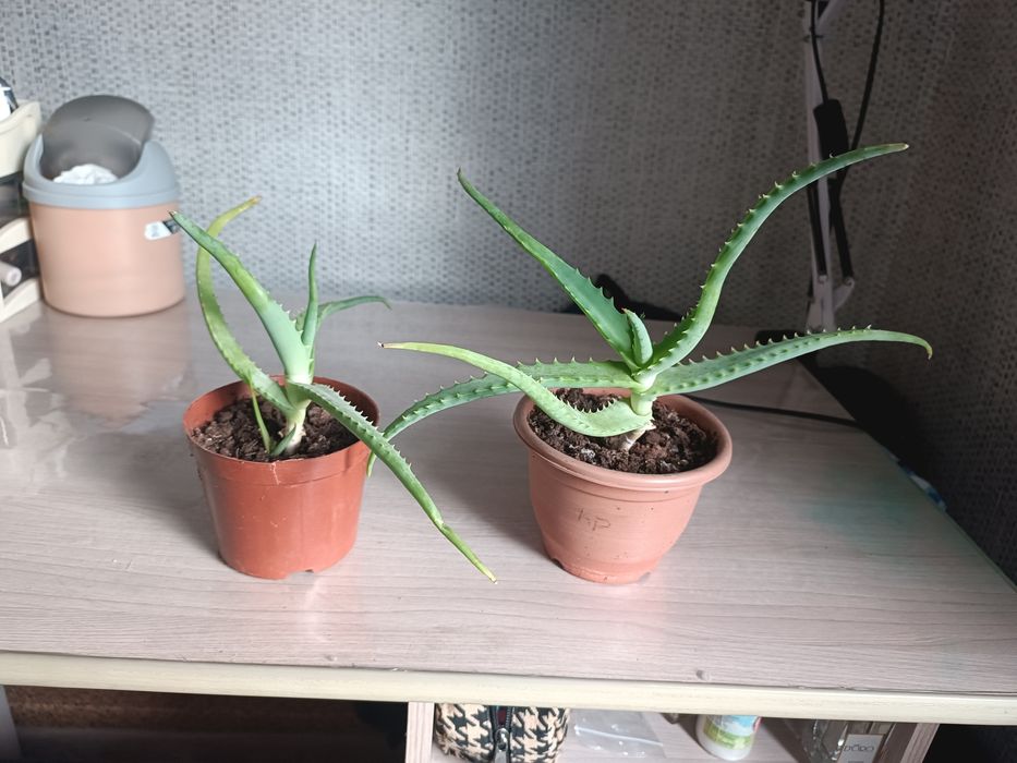 Продам.  алоэ...