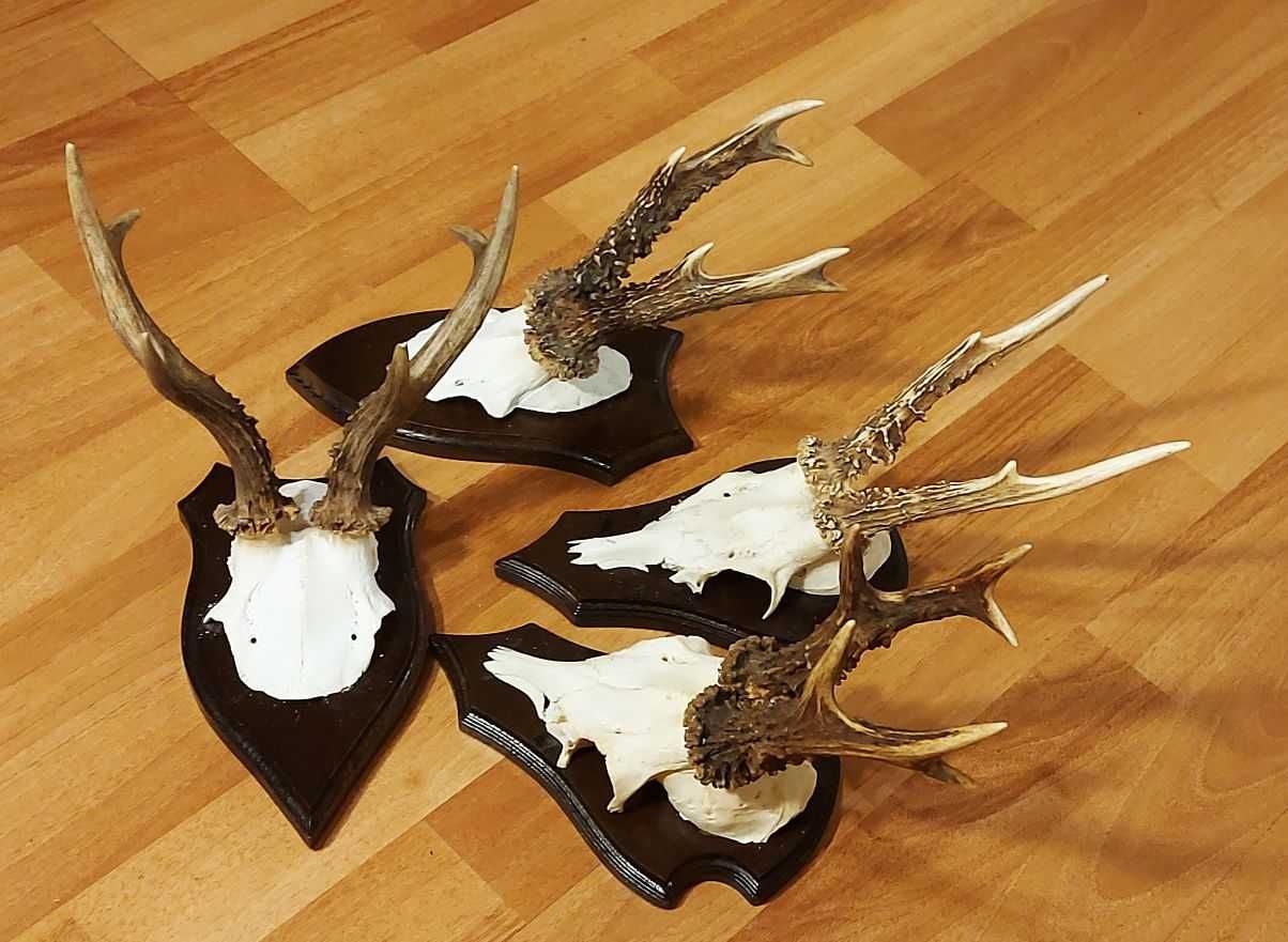 Set decorativ de trofee de caprior_54