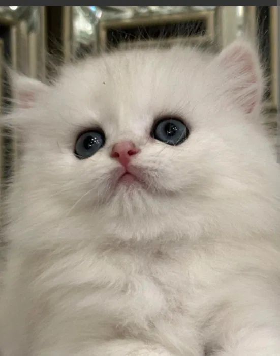 Котята мушук боласи
