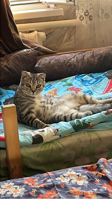 Кот по кличке Саймон,в добрые руки