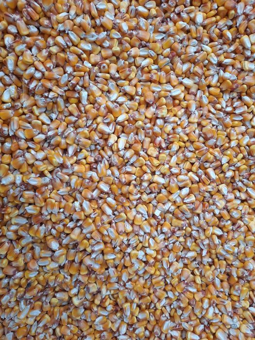 Vând porumb recolta 2025.