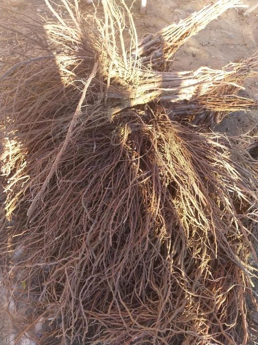 Butasi vita de vie Soi hibrid