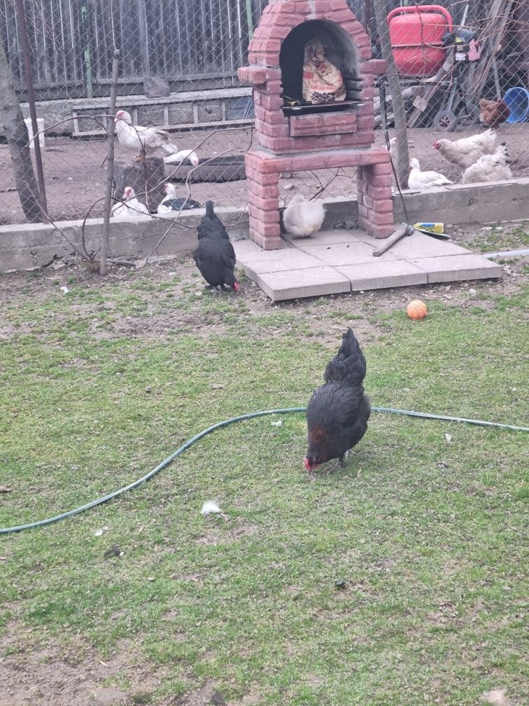 Oua ptr incubat araucana ,marans ,mii de flori ,gaste africane