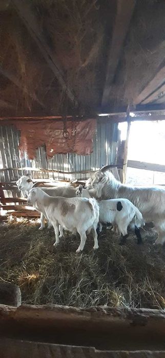 Vând Capre și țap