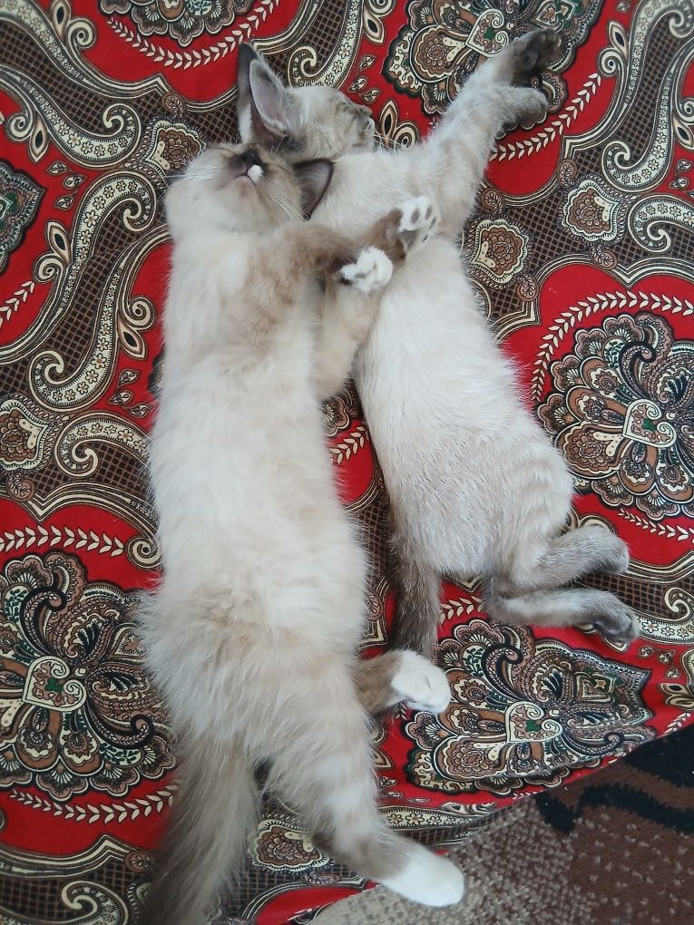 Mushuk bolalarii
