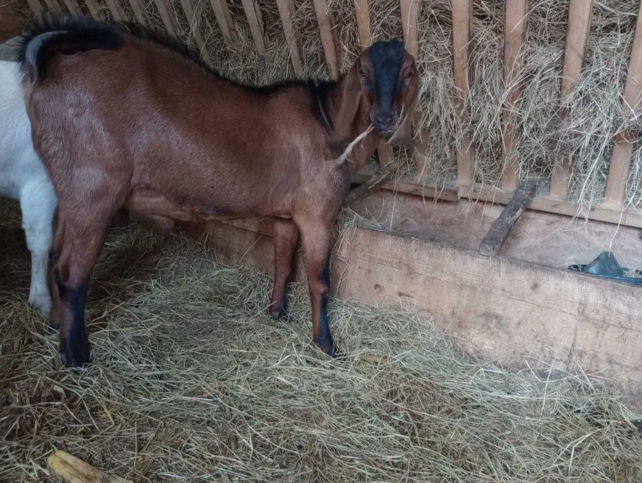 Vand tap anglonubian