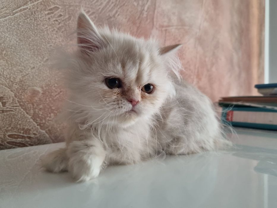 Малки персийски котенца