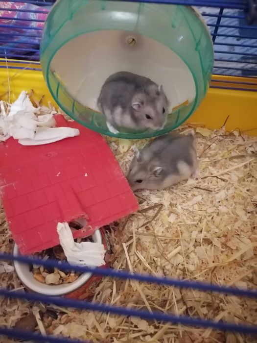 Hamsteri pitici siberieni