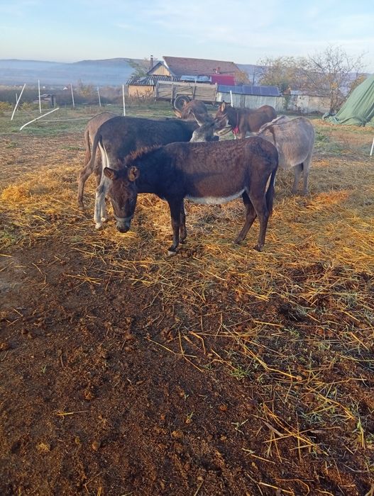 Vând.magarite.cu.pui.vand.si.pui.separat.am.si.magarite..separat.