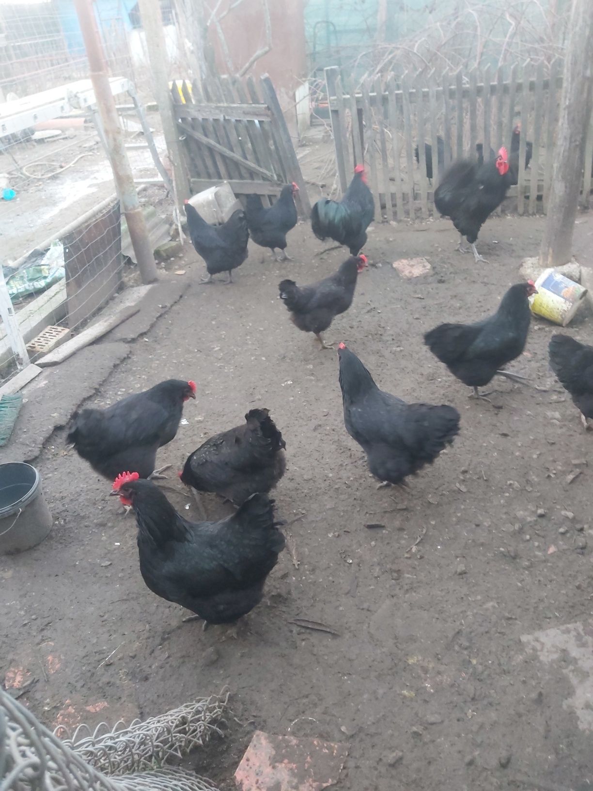 Ouă incubat Australorp albastru și negru