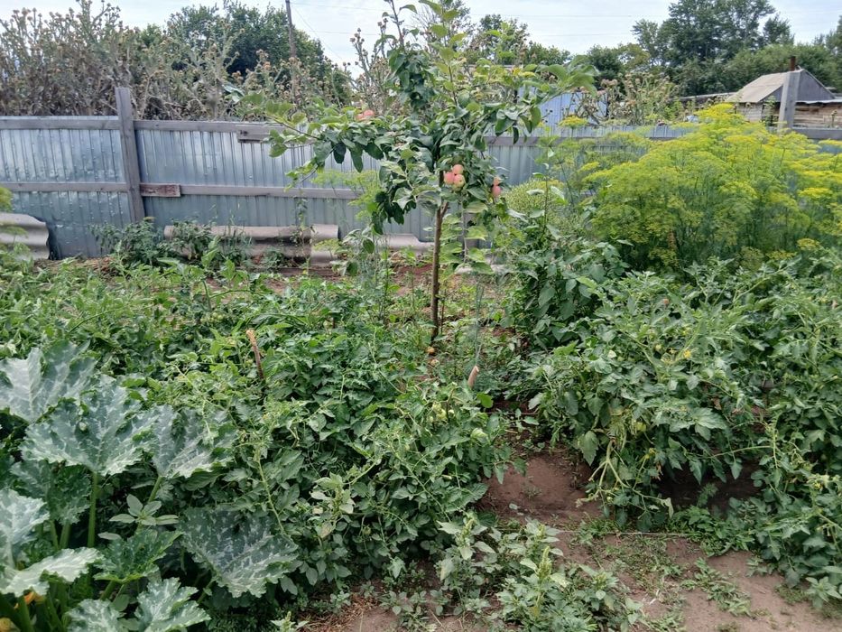 Продаю или сдаю с выкупом уютный дом в селе Сабынды!