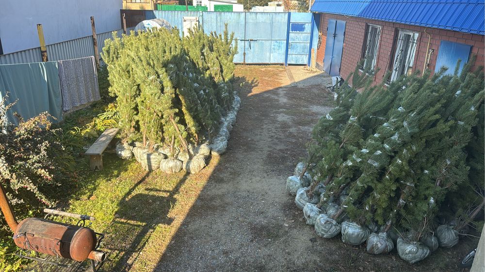 Саженцы сосна, береза с комом