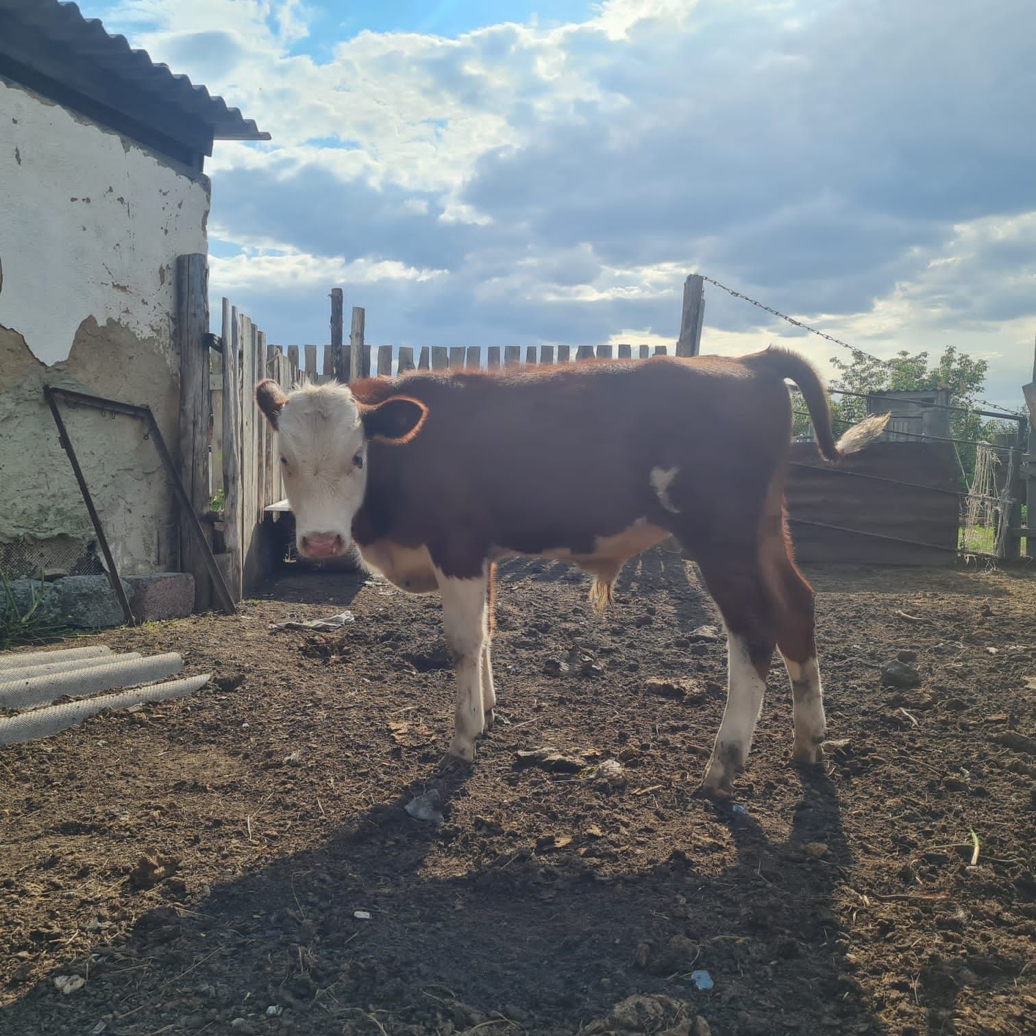 Продам бычка подсосного