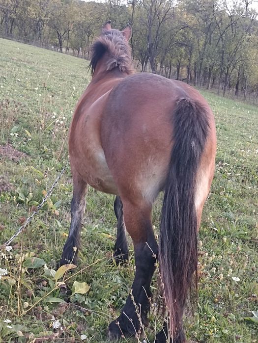 Vind iapă de patru ani cu mînz de cinci luni