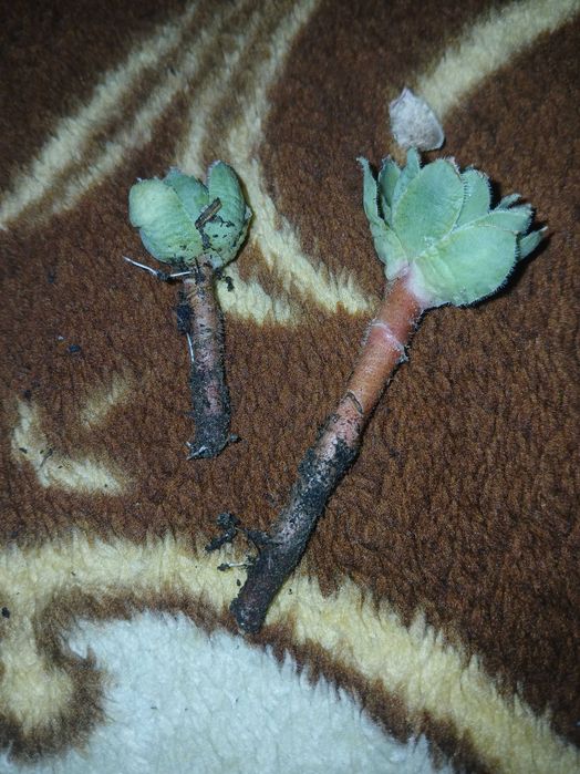 Planta suculenta (urechiuse)