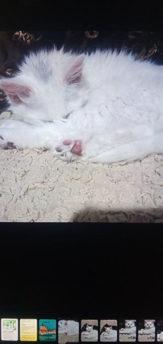 Катята в хорошие руки