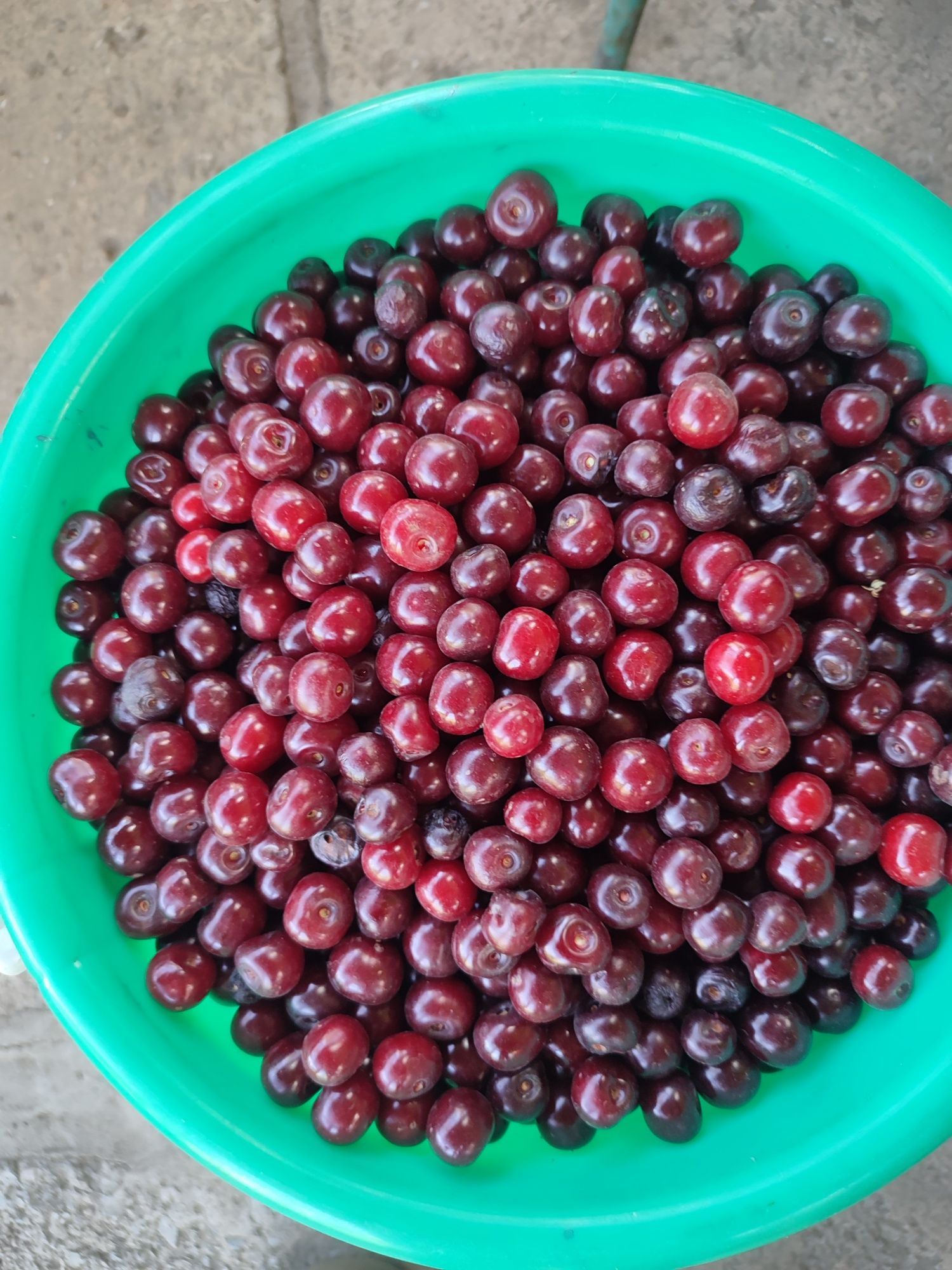 Продам вишню домашнюю
