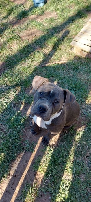 American Bully Xl
